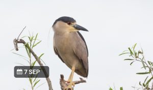 Curso Virtual Leyendas y otras yerbas de la flora y fauna argentina - Sincrónico