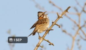 Curso virtual - Grabación de sonidos de la naturaleza 🎧