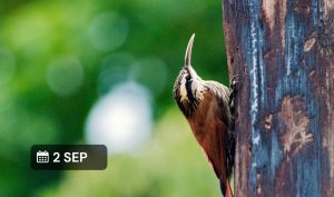 ¡Nuevo taller virtual gratuito! 🐦🤓