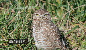 Observación de aves en la Granja Educativa Municipal Almirante Brown