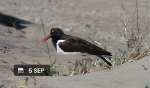 Ciclo de caminatas de observación de aves: "La aves como atributo de la identidad del territorio"