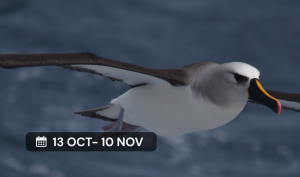 Curso virtual: Aves Marinas (asincrónico) 🌊