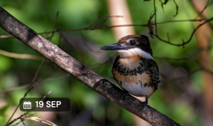 ¡Vení a pajarear! Salida de exploración de naturaleza para principiantes