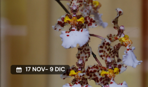 Curso Orquídeas de Argentina  - Virtual asincrónico