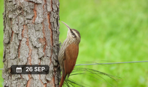 Taller en observación de aves