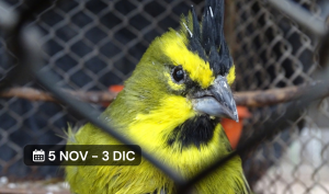 Curso virtual Tráfico de Fauna