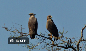 Águila coronada y jotes: ecología y conservación de aves rapaces de Argentina