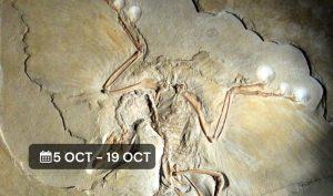 Curso virtual - Origen de las aves
