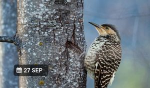 Salida de Observación de Aves Cerro Piltriquitrón - El Bolsón
