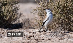 Charla gratuita. ¿Cómo empezar a observar aves?