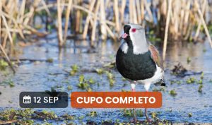 ¡Vení a pajarear! Salida de exploración de naturaleza para principiantes