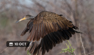 Avistaje de aves en Represa Achiras y Arroyo Bañado Chico