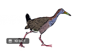 Día mundial de observación de aves