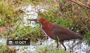 Salida de exploración de naturaleza para principiantes