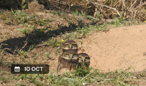 Salida de Observación de aves