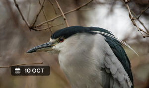 Observación de aves en Palermo por el Big Day Octubre 2026