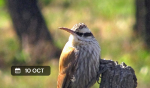 Salida de observación de aves al Parque Pereyra Iraola